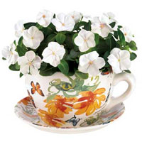 CLICK HERE TO SEE A LARGER PRODUCT IMAGE